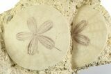 Two Fossil Sand Dollars (Scutella) - France #359687-1